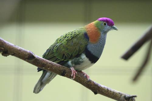 Prachtfruchttaube (© Thomas Breuer)