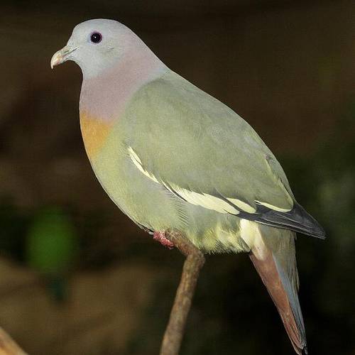 Frühlingstaube (© Vogelpark Walsrode)