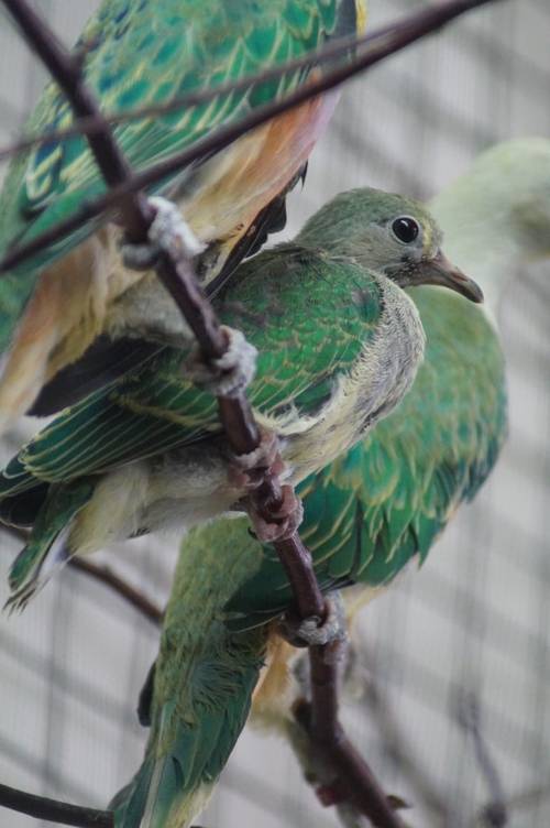 Königsfruchttauben mit Jungtier im Kölner Zoo (© Thomas Breuer)
