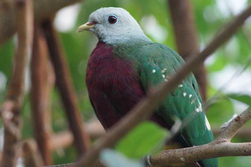 Purpurbrust-Fruchttaube im Zoo Köln (© Thomas Breuer)